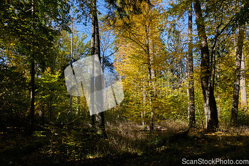 Image of Old deciduous forest in summer afternoon