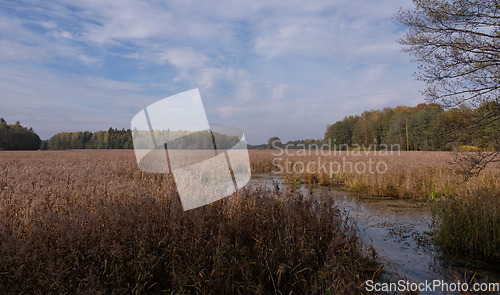Image of Swampy valley of Lesna River in sunny autumnal day