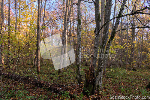 Image of Autumnal misty sunny in forest