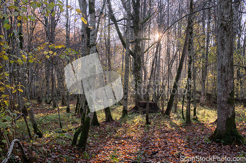 Image of Autumnal misty morning in forest