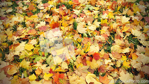 Image of Bright autumn background from fallen leaves of maple and grass