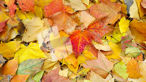 Image of Bright autumn background from fallen leaves