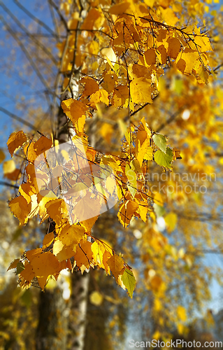 Image of Branch of autumn birch with bright yellow leaves