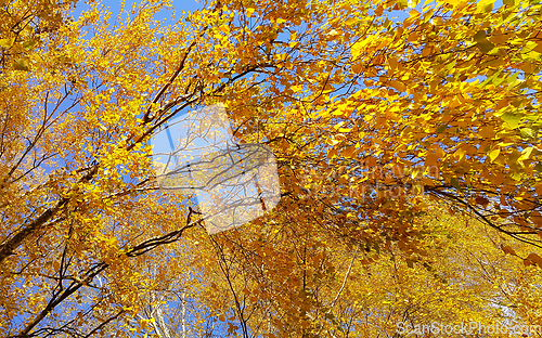 Image of Branches of autumn birch tree with bright yellow leaves