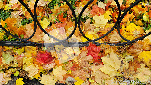 Image of Bright autumn fallen leaves on green grass with cast iron fence