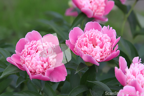 Image of Beautiful pink peony in summer garden