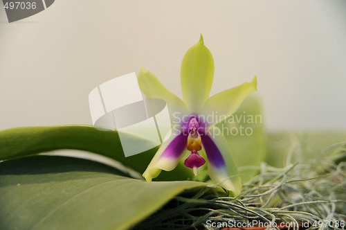Image of Phalaenopsis orchid