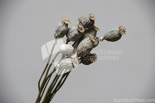 Image of dried poppy seed heads