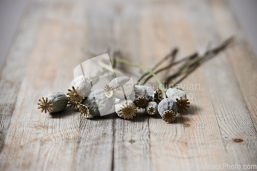 Image of dried poppy seed heads 