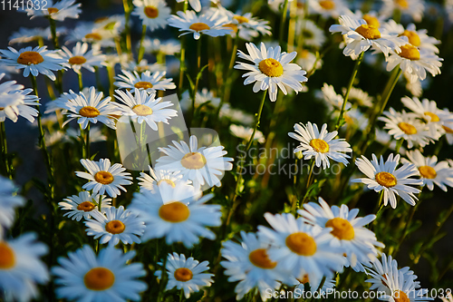 Image of Lovely blossom daisy flowers background.