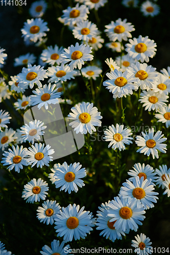 Image of Lovely blossom daisy flowers background.