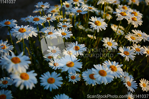 Image of Lovely blossom daisy flowers background.