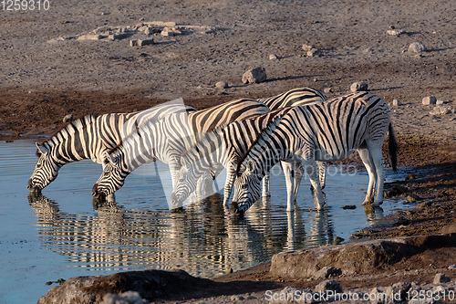 Image of zebra reflection in Etosha Namibia wildlife safari