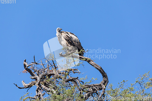 Image of White backed vulture on tree, Botswana Africa