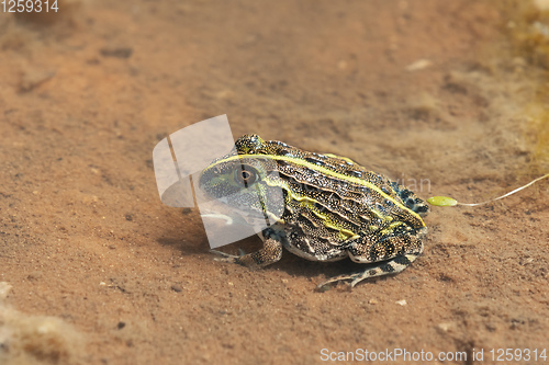 Image of young frog Bullfrog, Namibia Africa wilderness