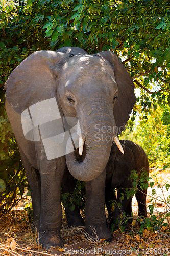 Image of Elephant baby, Botswana safari wildlife