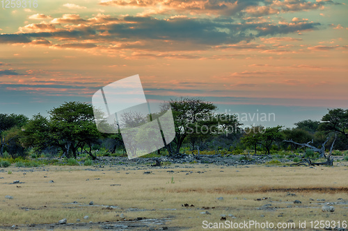 Image of Etosha landscape Namibia Africa wilderness