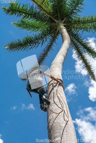 Image of Adult male climbs coconut tree to get coco nuts