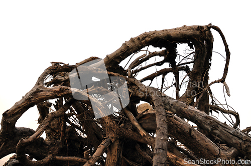 Image of driftwood abstract tree branches