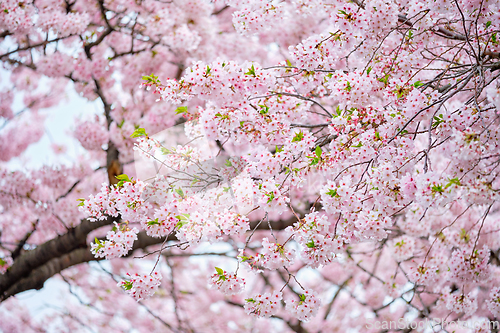 Image of Blooming sakura cherry blossom