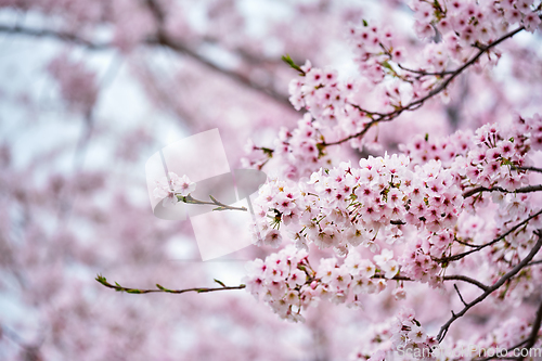 Image of Blooming sakura cherry blossom