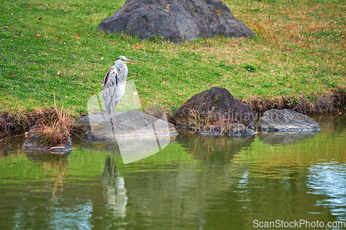 Image of Grey heron Ardea cinerea on stone near water