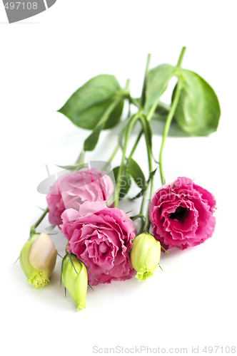 Image of Isolated pink flowers