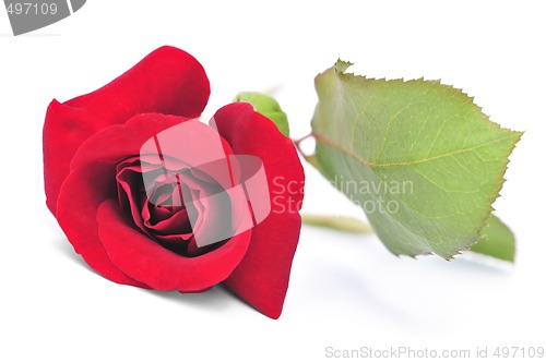 Image of Red rose flower on white background