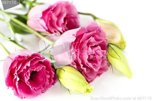 Image of Isolated pink flowers