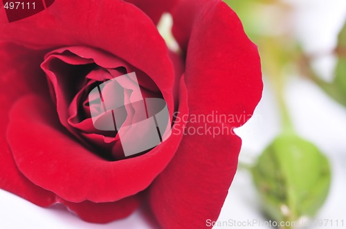 Image of Red rose flower on white background