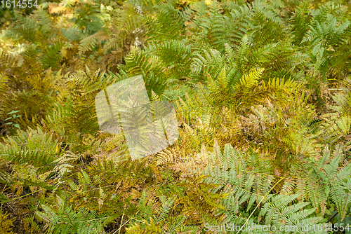 Image of colorful fern fronds