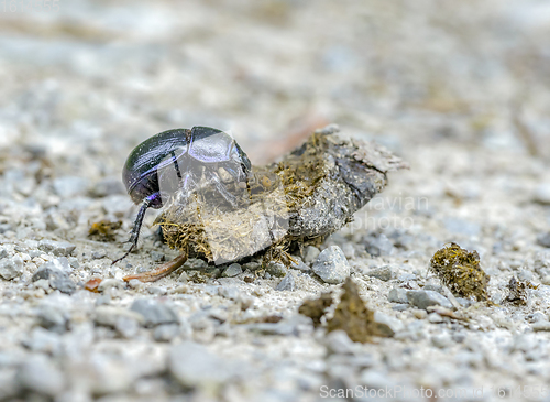 Image of dung beetle closeup