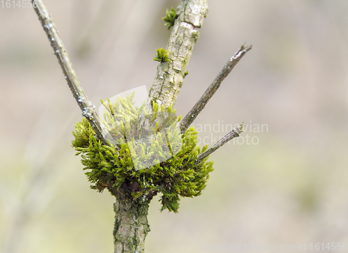 Image of mossy crotch detail
