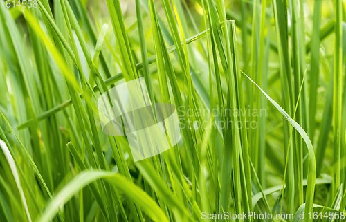 Image of riverine vegetation detail