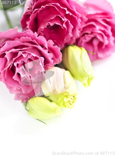 Image of Isolated pink flowers