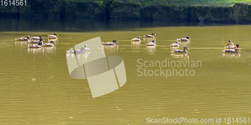 Image of Wild ducks swimming in a pond