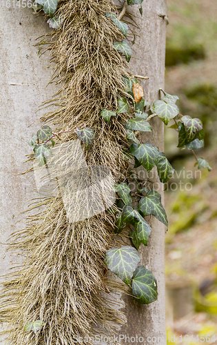 Image of ivy leaves and stem