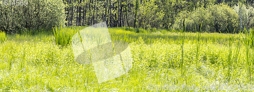 Image of sunny wetland scenery