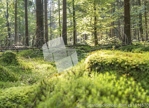 Image of sunny forest scenery