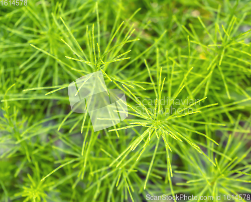 Image of horsetail plants closeup