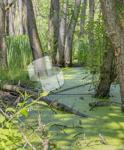 Image of sunny wetland scenery