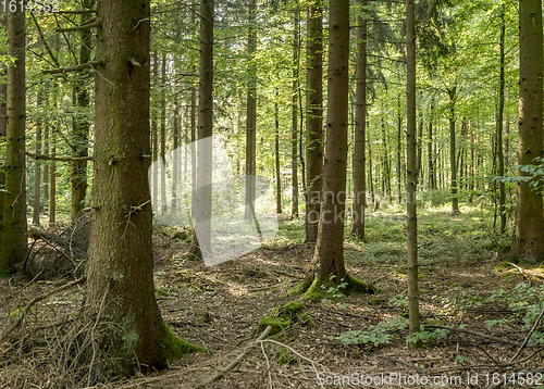 Image of idyllic forest scenery