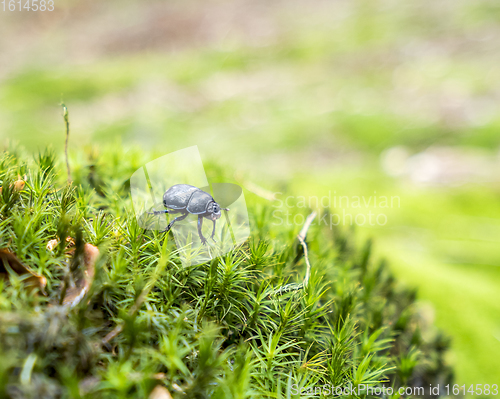 Image of forest dung beetle