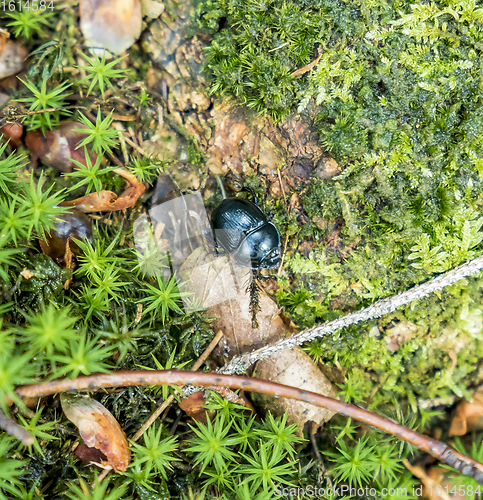 Image of forest dung beetle