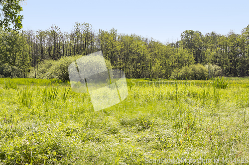 Image of sunny wetland scenery