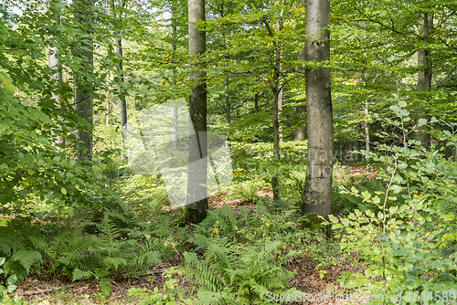 Image of idyllic forest scenery