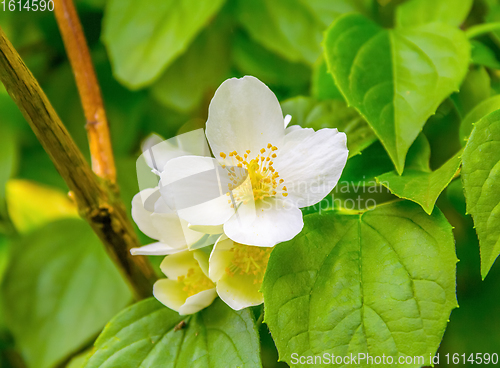 Image of wild rose flower