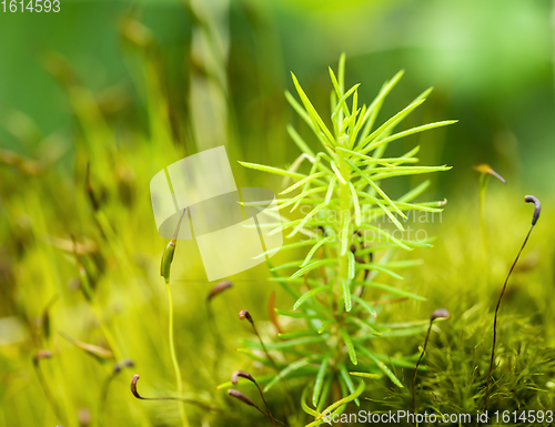 Image of mossy vegetation closeup