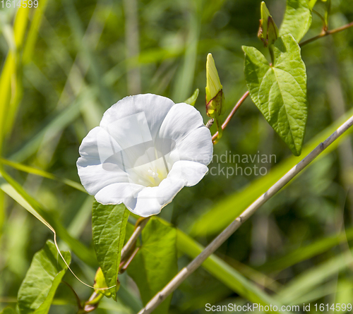 Image of white bindweed flower