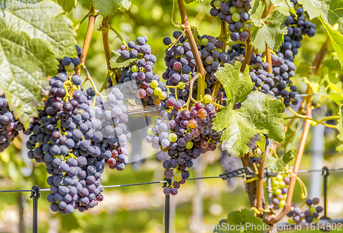 Image of blue grapes closeup